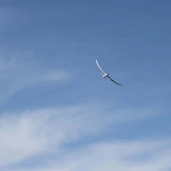 E-flite Night Radian 2.0m PNP 27 E-flite Night Radian 2.0m PNP -RC PLANES Sales EFL36750 A07 JCGR9MJH